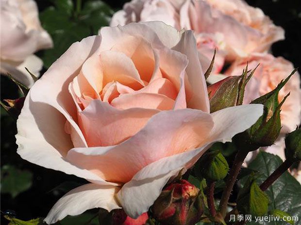 杜乐丽花园月季(图1) 杜乐丽花园月季(图1)