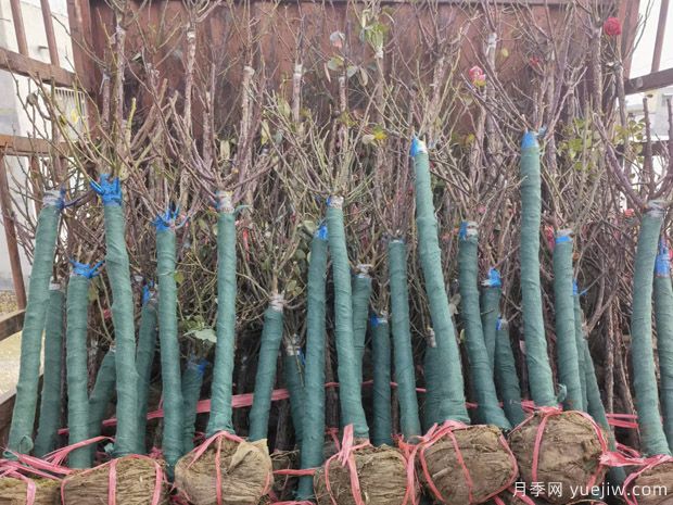 山木香和野蔷薇相比,哪个嫁接树状月季更好?(图1) 山木香和野蔷薇相比,哪个嫁接树状月季更好?(图1)