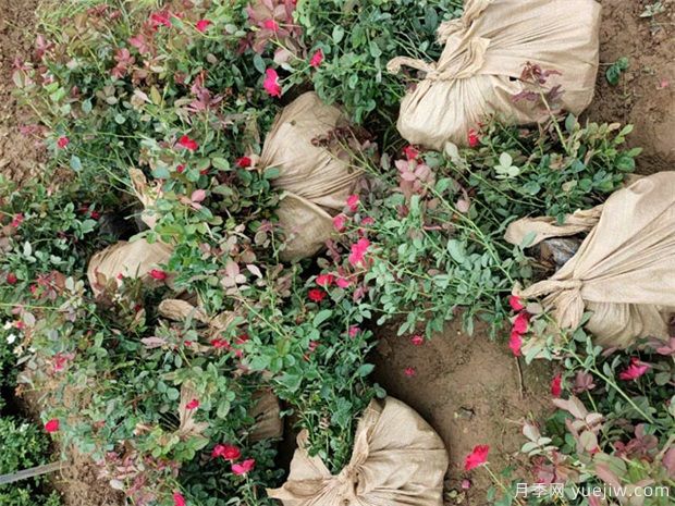 月季红蜘蛛与蚜虫的虫害防治方法(图1) 月季红蜘蛛与蚜虫的虫害防治方法(图1)