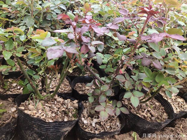月季花什么季节选苗种植最好？不同季节入苗的优缺点是什么？(图1)