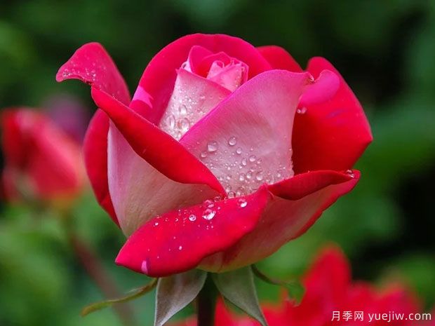 月季花红蜘蛛危害症状,月季红蜘蛛该如何防治呢?(图1) 月季花红蜘蛛危害症状,月季红蜘蛛该如何防治呢?(图1)