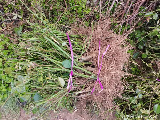 月季花根的功效与作用(图1) 月季花根的功效与作用(图1)