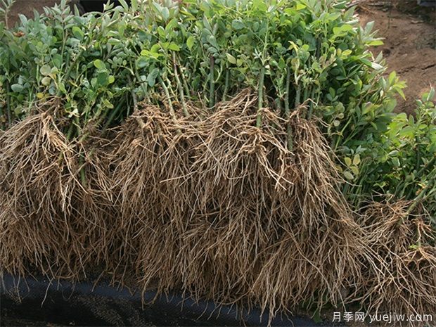 南阳月季是什么时候扦插的?五月可以扦插月季吗?(图1) 南阳月季是什么时候扦插的?五月可以扦插月季吗?(图1)