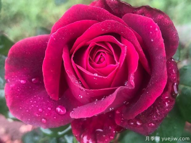 夏天如何养月季 月季可以活多少年(图1) 夏天如何养月季 月季可以活多少年(图1)