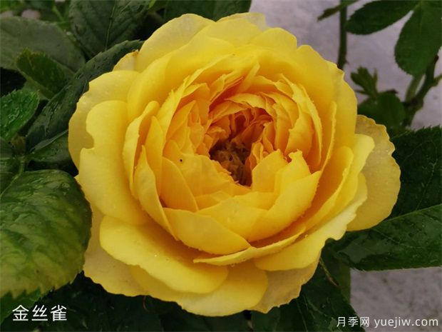 最耐热耐晒的阳台月季品种推荐几个(图1) 推荐几个最耐热耐晒的阳台月季品种(图2)