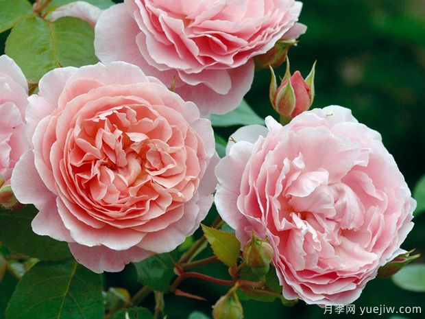 养殖月季花用什么土 月季养殖有什么注意事项(图1)