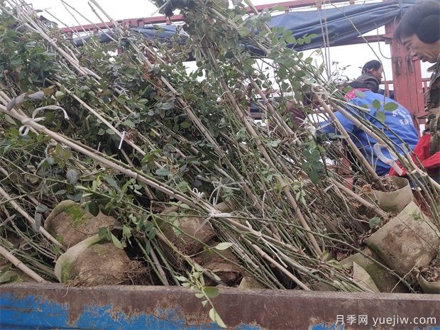 1.5米欧月藤本月季销往杭州金华(图1) 1.5米欧月藤本月季销往杭州金华(图1)