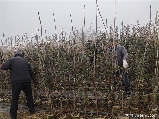 1.5米欧月藤本月季销往杭州金华(图2) 1.5米欧月藤本月季销往杭州金华(图2)