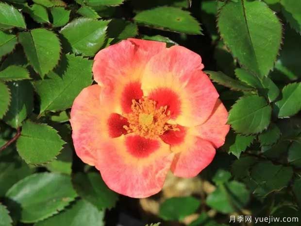 珊瑚巴比伦眼睛月季(图1) 珊瑚巴比伦眼睛月季(图1)