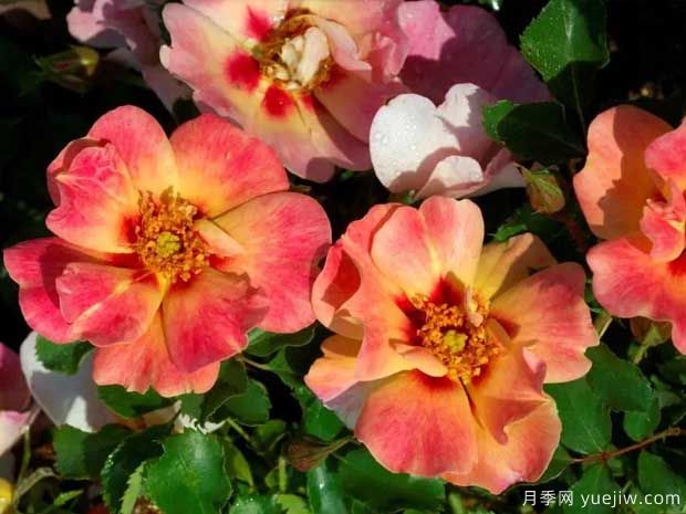 珊瑚巴比伦眼睛月季(图2) 珊瑚巴比伦眼睛月季(图2)