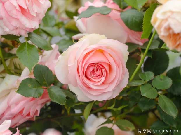三种非常优秀爬藤月季，长势旺盛适合月季花墙(图2)