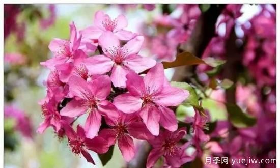 北美海棠介绍与常见海棠品种(图3)