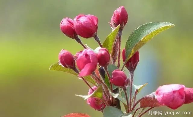 北美海棠介绍与常见海棠品种(图4)