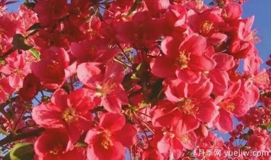 北美海棠介绍与常见海棠品种(图5)