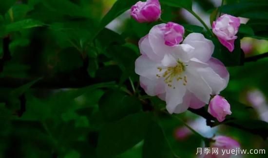 北美海棠介绍与常见海棠品种(图7)