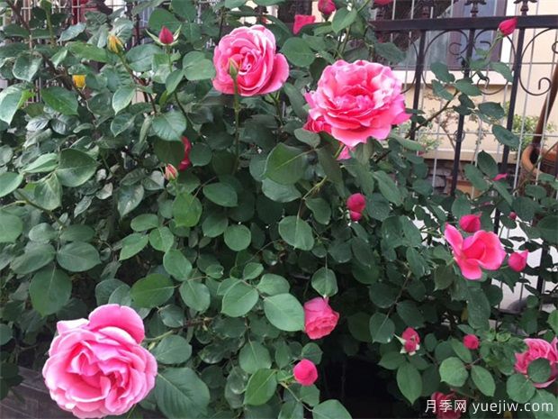 月季花栽在院子什么位置好(图1) 月季花栽在院子什么位置好(图1)