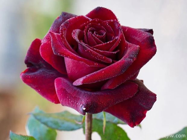 月季花图片：十种颜色月季和代表品种(图10)