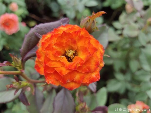 水插月季的方法(图1) 水插月季的方法(图1)