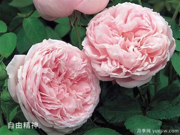 月季品种多,给你5个优秀品种及优缺点(图1) 月季品种多,给你5个优秀品种及优缺点(图1)