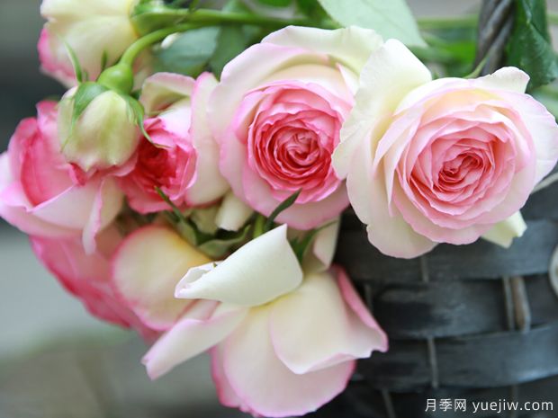 藤本系列的月季,有哪些经典品种的推荐(图2) 藤本系列的月季,有哪些经典品种的推荐(图2)