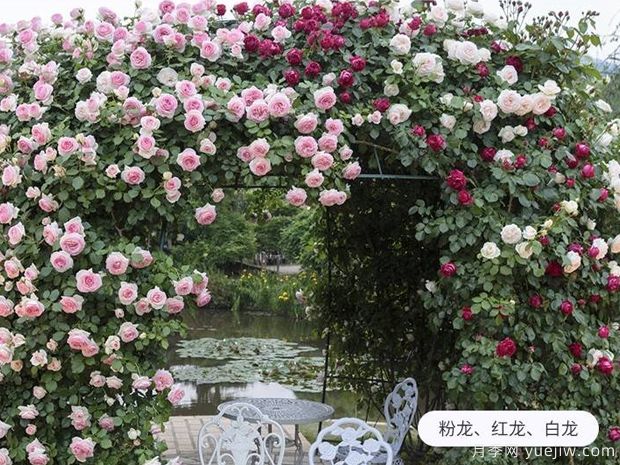 爬藤花卉有几种?(图1) 爬藤花卉有几种?(图1)