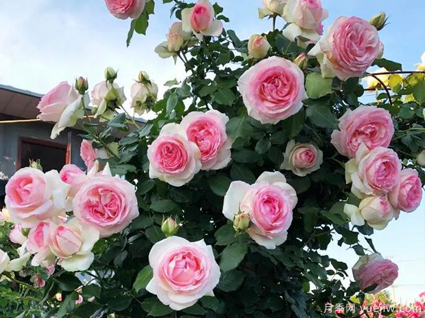 龙沙宝石和真宙,长得快抗病强,快速给你月季花海(图1) 龙沙宝石和真宙,长得快抗病强,快速给你月季花海(图1)