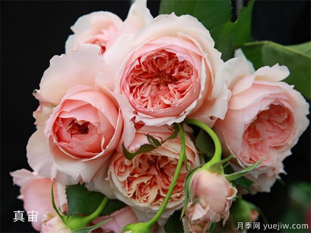 龙沙宝石和真宙,长得快抗病强,快速给你月季花海(图2) 龙沙宝石和真宙,长得快抗病强,快速给你月季花海(图2)