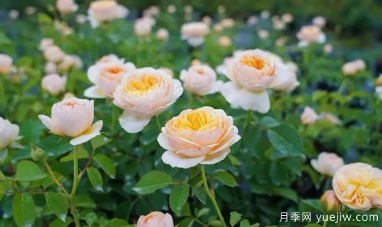 现代月季在园林景观的应用!园林绿化人必看!(图1) 现代月季在园林景观的应用!园林绿化人必看!(图1)