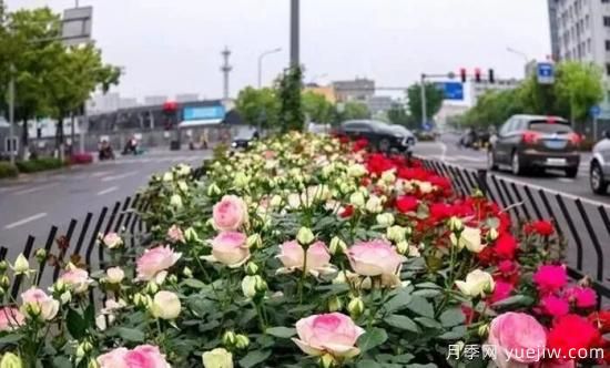 现代月季在园林景观的应用!园林绿化人必看!(图2) 现代月季在园林景观的应用!园林绿化人必看!(图2)