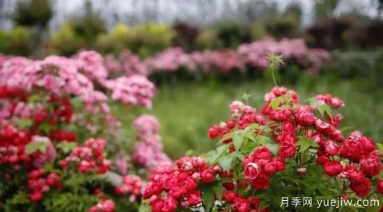 现代月季在园林景观的应用!园林绿化人必看!(图4) 现代月季在园林景观的应用!园林绿化人必看!(图3)