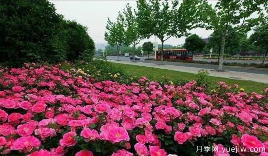 现代月季在园林景观的应用!园林绿化人必看!(图7) 现代月季在园林景观的应用!园林绿化人必看!(图4)