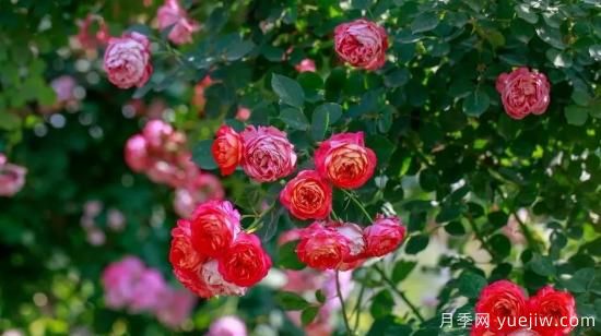现代月季在园林景观的应用!园林绿化人必看!(图8) 现代月季在园林景观的应用!园林绿化人必看!(图5)