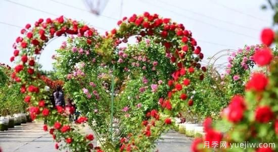 现代月季在园林景观的应用!园林绿化人必看!(图11) 现代月季在园林景观的应用!园林绿化人必看!(图6)