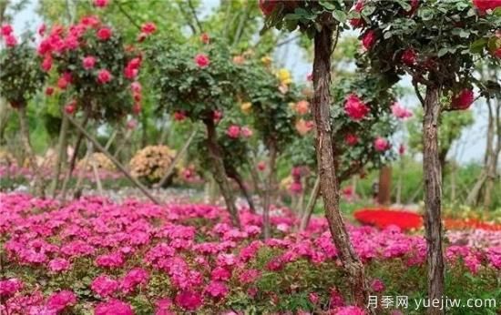 现代月季在园林景观的应用!园林绿化人必看!(图14) 现代月季在园林景观的应用!园林绿化人必看!(图7)
