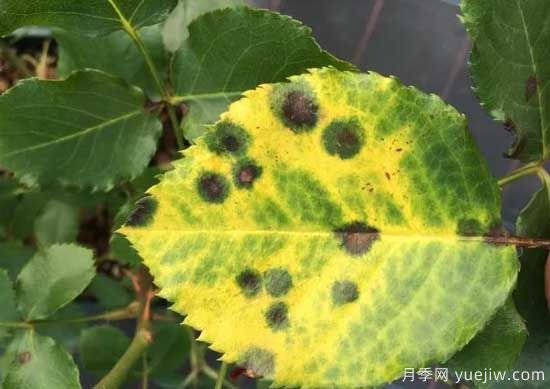 月季黑斑病的症状和治疗，需要遮阴干燥通风(图1)
