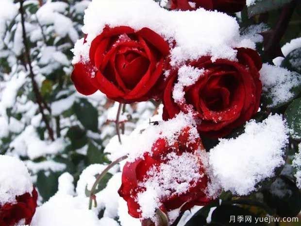 月季会被冻死吗?月季过冬应该如何做?(图2) 月季会被冻死吗?月季过冬应该如何做?(图2)