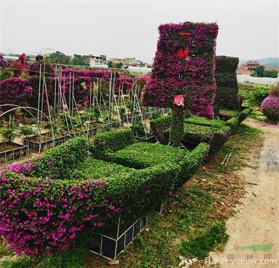 福建漳州三角梅产业兴盛 冬日三角梅姹紫嫣红(图1)