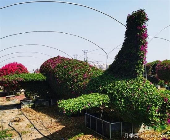 福建漳州三角梅产业兴盛 冬日三角梅姹紫嫣红(图2)
