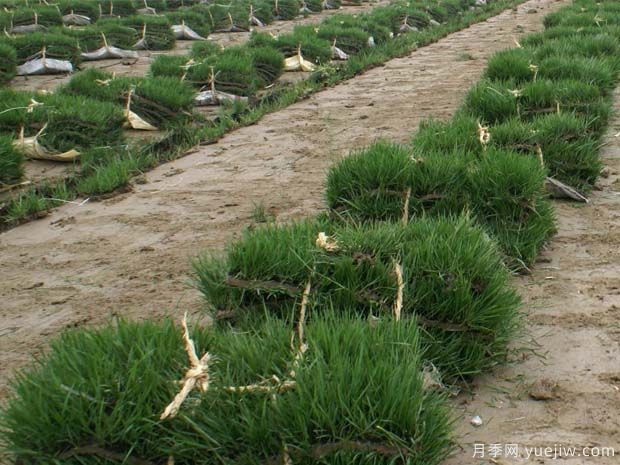 冷季型草坪冻害预防措施(图1) 冷季型草坪冻害预防措施(图1)