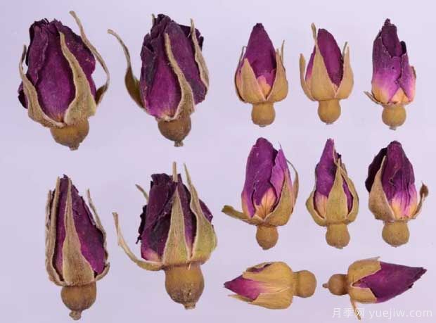 玫瑰月季蔷薇,市场上还能找到纯种玫瑰吗?(图2) 玫瑰月季蔷薇,市场上还能找到纯种玫瑰吗?(图2)