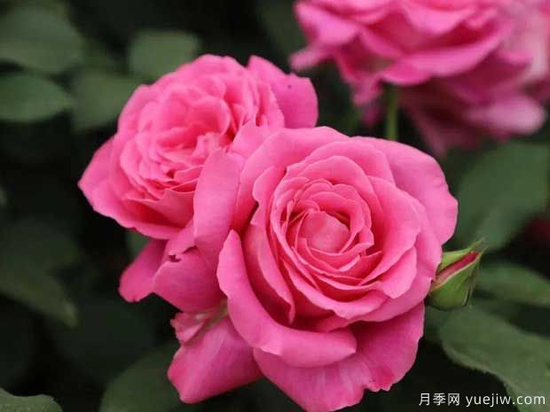 国月月季推荐，天路月季(图1)