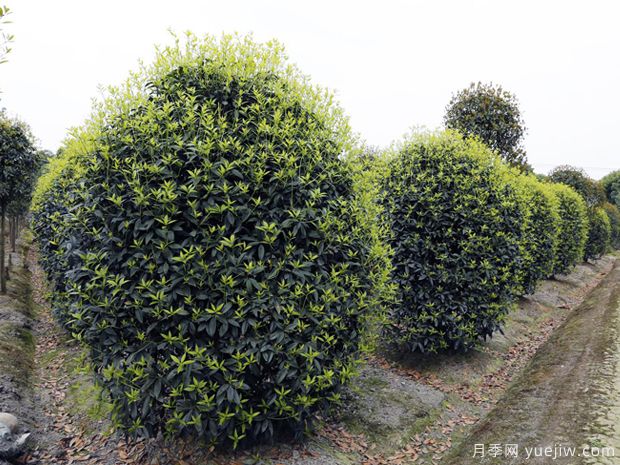 苗木防寒过冬的7种方法(图1) 苗木防寒过冬的7种方法(图1)