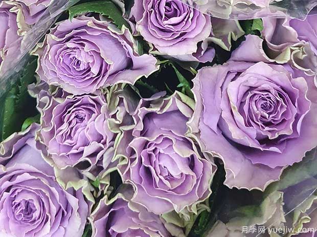 特洛伊月季/42号公路月季(图2) 特洛伊月季/42号公路月季(图2)