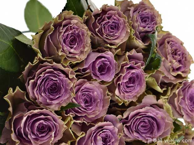 特洛伊月季/42号公路月季(图3) 特洛伊月季/42号公路月季(图3)