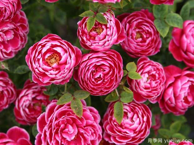 5种公认难养的月季花，颜值超高却不敢轻易尝试(图1)