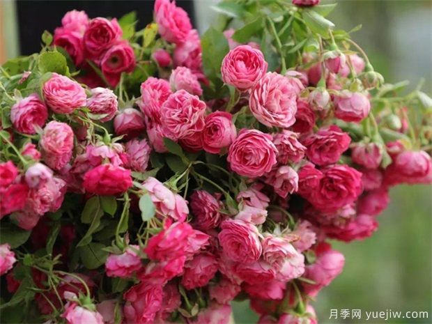 4种月季花量大生长快，适合打造藤本花墙拱门，新手也能养好(图2)