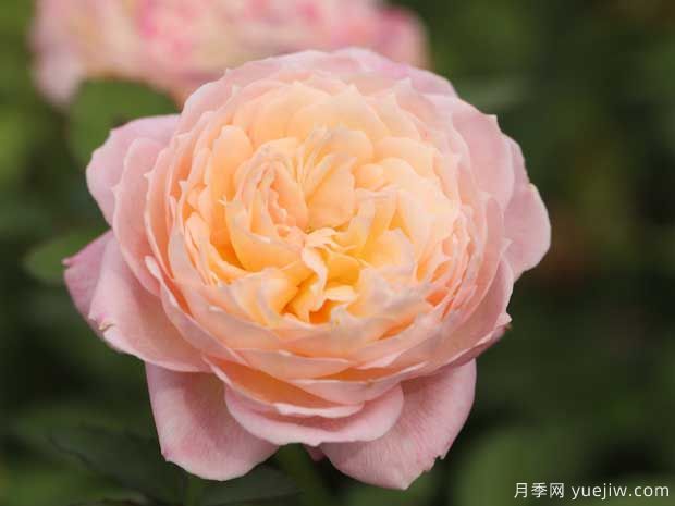 有晴月季的优缺点是什么？(图1)