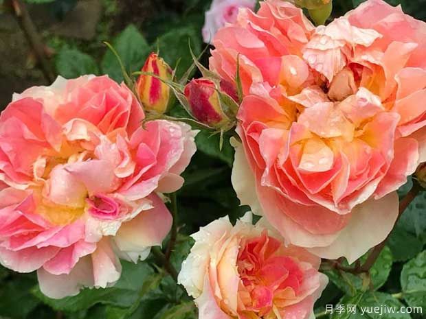 南瓜灯笼月季优缺点介绍(图1) 南瓜灯笼月季优缺点介绍(图1)