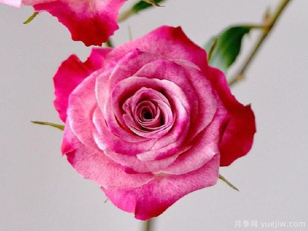 花花公子月季(图2) 花花公子月季(图2)