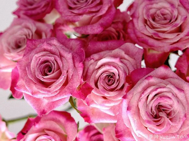 花花公子月季(图3) 花花公子月季(图3)